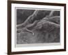 Studies from Life at the Zoological Gardens, the Home of the Plumbeous Tree-Snake-null-Framed Giclee Print