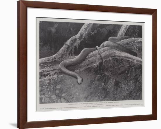 Studies from Life at the Zoological Gardens, the Home of the Plumbeous Tree-Snake-null-Framed Giclee Print