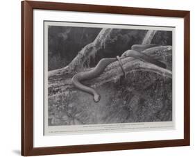 Studies from Life at the Zoological Gardens, the Home of the Plumbeous Tree-Snake-null-Framed Giclee Print