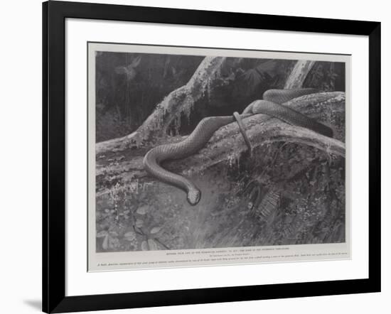 Studies from Life at the Zoological Gardens, the Home of the Plumbeous Tree-Snake-null-Framed Giclee Print