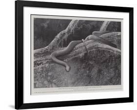 Studies from Life at the Zoological Gardens, the Home of the Plumbeous Tree-Snake-null-Framed Giclee Print