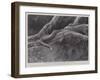 Studies from Life at the Zoological Gardens, the Home of the Plumbeous Tree-Snake-null-Framed Giclee Print