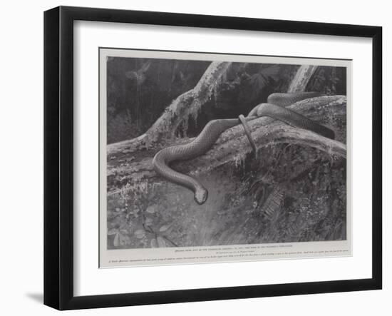 Studies from Life at the Zoological Gardens, the Home of the Plumbeous Tree-Snake-null-Framed Giclee Print