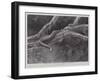 Studies from Life at the Zoological Gardens, the Home of the Plumbeous Tree-Snake-null-Framed Giclee Print