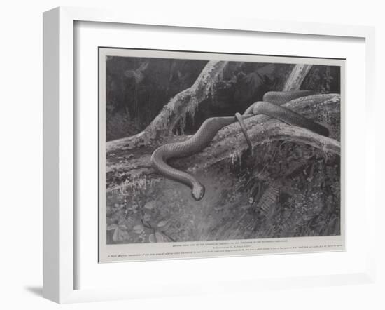 Studies from Life at the Zoological Gardens, the Home of the Plumbeous Tree-Snake-null-Framed Giclee Print