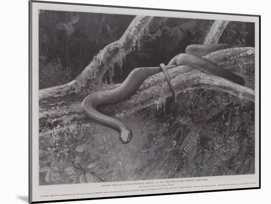 Studies from Life at the Zoological Gardens, the Home of the Plumbeous Tree-Snake-null-Mounted Giclee Print