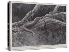 Studies from Life at the Zoological Gardens, the Home of the Plumbeous Tree-Snake-null-Stretched Canvas