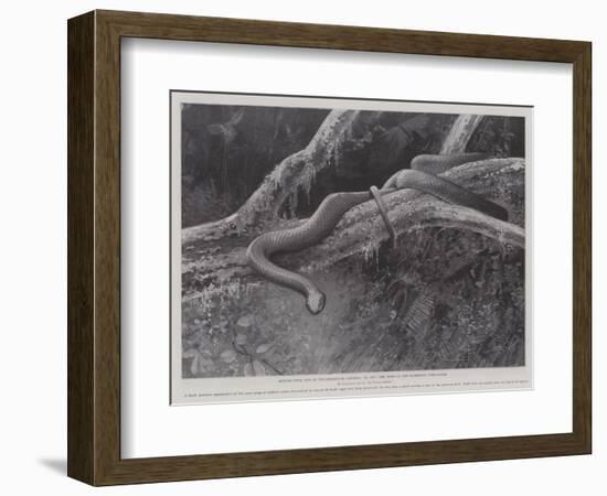 Studies from Life at the Zoological Gardens, the Home of the Plumbeous Tree-Snake-null-Framed Giclee Print