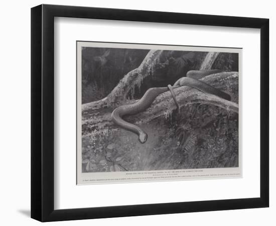 Studies from Life at the Zoological Gardens, the Home of the Plumbeous Tree-Snake-null-Framed Giclee Print