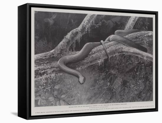 Studies from Life at the Zoological Gardens, the Home of the Plumbeous Tree-Snake-null-Framed Stretched Canvas