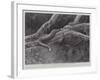 Studies from Life at the Zoological Gardens, the Home of the Plumbeous Tree-Snake-null-Framed Giclee Print