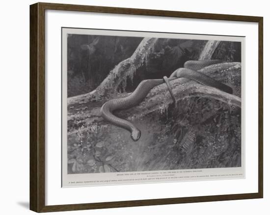 Studies from Life at the Zoological Gardens, the Home of the Plumbeous Tree-Snake-null-Framed Giclee Print