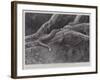 Studies from Life at the Zoological Gardens, the Home of the Plumbeous Tree-Snake-null-Framed Giclee Print