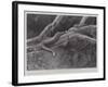 Studies from Life at the Zoological Gardens, the Home of the Plumbeous Tree-Snake-null-Framed Giclee Print