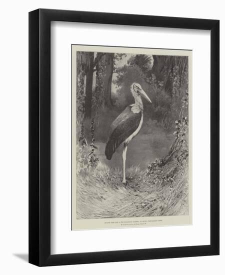 Studies from Life at the Zoological Gardens, the Marabou Stork-null-Framed Giclee Print