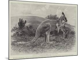 Studies from Life at the Zoological Gardens, the Red Kangaroo-null-Mounted Giclee Print