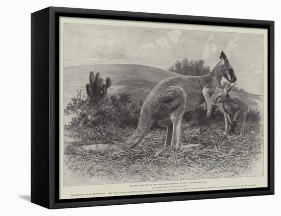 Studies from Life at the Zoological Gardens, the Red Kangaroo-null-Framed Stretched Canvas