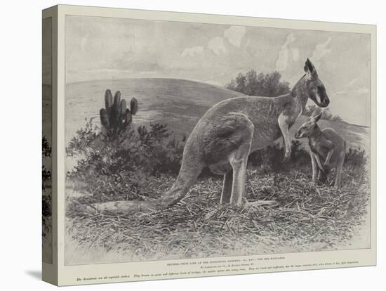 Studies from Life at the Zoological Gardens, the Red Kangaroo-null-Stretched Canvas