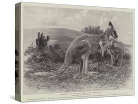 Studies from Life at the Zoological Gardens, the Red Kangaroo-null-Stretched Canvas