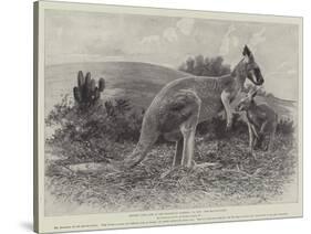 Studies from Life at the Zoological Gardens, the Red Kangaroo-null-Stretched Canvas