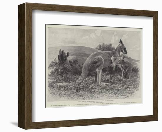 Studies from Life at the Zoological Gardens, the Red Kangaroo-null-Framed Giclee Print