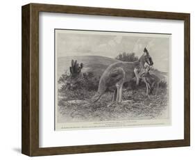 Studies from Life at the Zoological Gardens, the Red Kangaroo-null-Framed Giclee Print