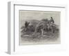 Studies from Life at the Zoological Gardens, the Red Kangaroo-null-Framed Giclee Print