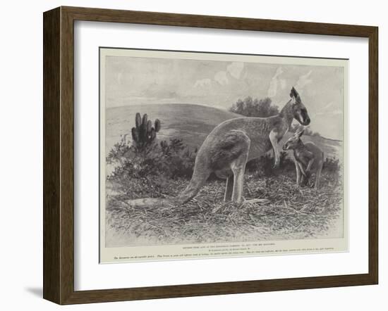 Studies from Life at the Zoological Gardens, the Red Kangaroo-null-Framed Giclee Print