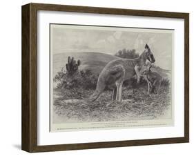 Studies from Life at the Zoological Gardens, the Red Kangaroo-null-Framed Giclee Print