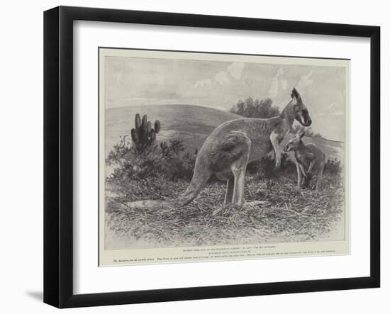 Studies from Life at the Zoological Gardens, the Red Kangaroo-null-Framed Giclee Print