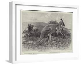 Studies from Life at the Zoological Gardens, the Red Kangaroo-null-Framed Giclee Print