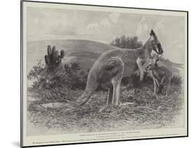 Studies from Life at the Zoological Gardens, the Red Kangaroo-null-Mounted Giclee Print