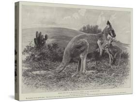 Studies from Life at the Zoological Gardens, the Red Kangaroo-null-Stretched Canvas