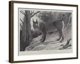 Studies from Life at the Zoological Gardens, Tibetan Lynx-null-Framed Giclee Print