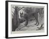Studies from Life at the Zoological Gardens, Tibetan Lynx-null-Framed Giclee Print