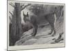 Studies from Life at the Zoological Gardens, Tibetan Lynx-null-Mounted Giclee Print