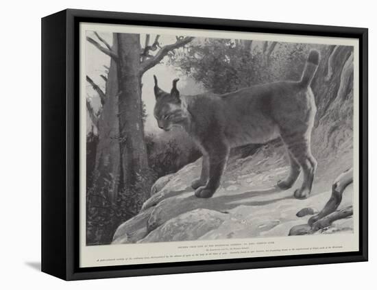 Studies from Life at the Zoological Gardens, Tibetan Lynx-null-Framed Stretched Canvas