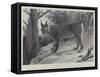 Studies from Life at the Zoological Gardens, Tibetan Lynx-null-Framed Stretched Canvas