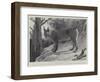 Studies from Life at the Zoological Gardens, Tibetan Lynx-null-Framed Premium Giclee Print