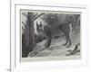 Studies from Life at the Zoological Gardens, Tibetan Lynx-null-Framed Giclee Print