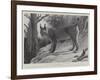 Studies from Life at the Zoological Gardens, Tibetan Lynx-null-Framed Giclee Print