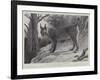 Studies from Life at the Zoological Gardens, Tibetan Lynx-null-Framed Giclee Print