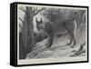 Studies from Life at the Zoological Gardens, Tibetan Lynx-null-Framed Stretched Canvas