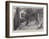 Studies from Life at the Zoological Gardens, Tibetan Lynx-null-Framed Giclee Print