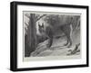 Studies from Life at the Zoological Gardens, Tibetan Lynx-null-Framed Giclee Print