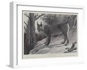 Studies from Life at the Zoological Gardens, Tibetan Lynx-null-Framed Giclee Print