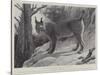 Studies from Life at the Zoological Gardens, Tibetan Lynx-null-Stretched Canvas
