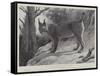 Studies from Life at the Zoological Gardens, Tibetan Lynx-null-Framed Stretched Canvas