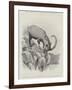 Studies from Life at the Zoological Gardens-null-Framed Giclee Print