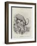 Studies from Life at the Zoological Gardens-null-Framed Giclee Print